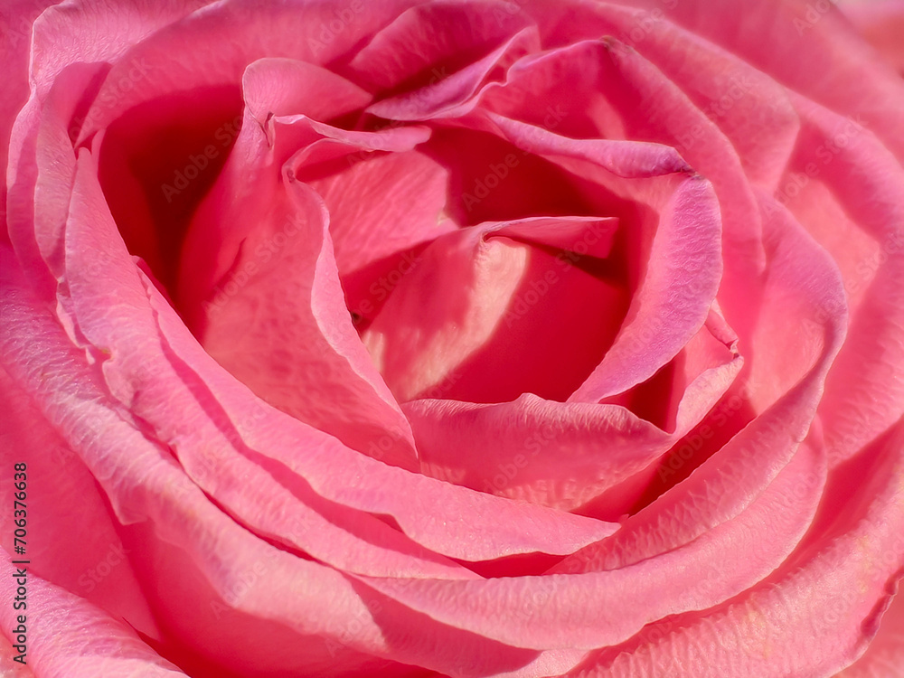 Fresh dark pink roses close up texture background for St. Valentine's Day Fresh dark pink roses close up texture background for St. Valentine's Day