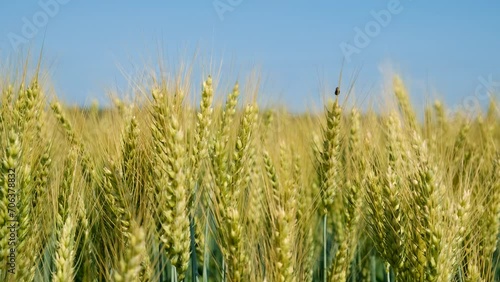 Wallpaper Mural bread beetle on wheat. Selective focus. Torontodigital.ca