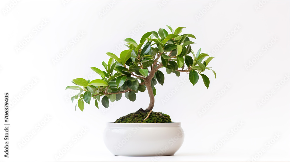 tree in pot