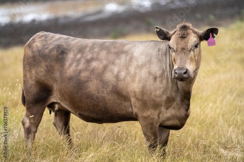 Fototapeta Naklejka Na Ścianę i Meble -  beef meat cow on a farm. herd of cattle