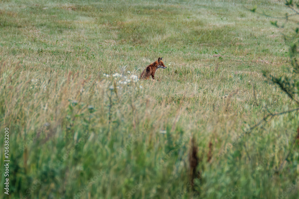 little fox hunting in the field little fox hunting in the field