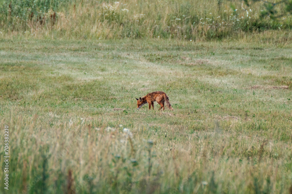 little fox hunting in the field little fox hunting in the field