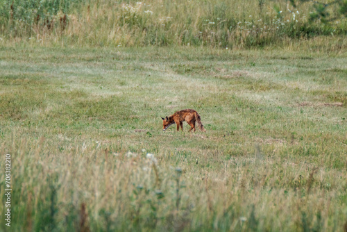little fox hunting in the field