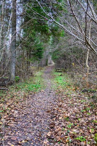 gravel countryside road in late autumn