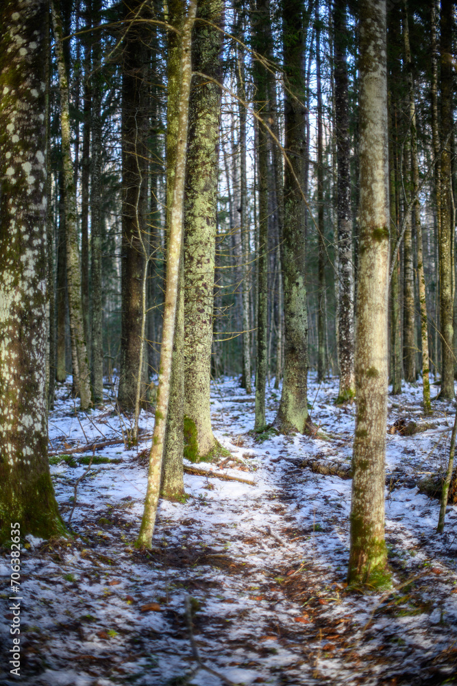 dark gloomy late autumn winter forest trees dark gloomy late autumn winter forest trees