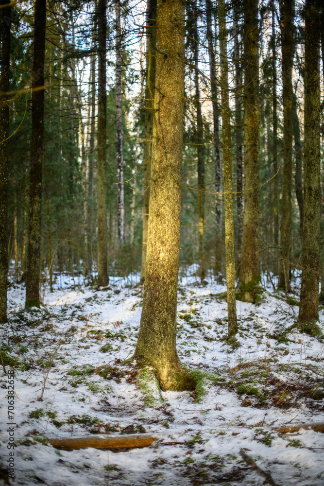 dark gloomy late autumn winter forest trees