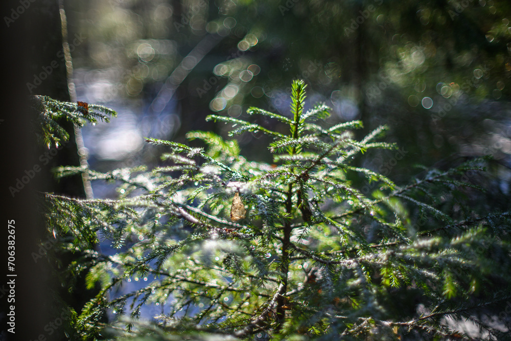 Fototapeta premium winter solstice blur background with bokeh rings