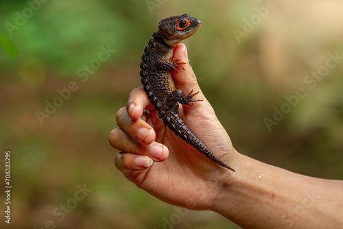 Side view of Human hands Holding Red Eyed crocodile skink (Tribolonotus Gracilis) animal closeup, (tangan manusia memegang kadal buaya bermata merah dari samping) photo
