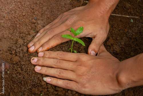 Top view of Human hands planting small tree in soil (Tangan Manusia menanam pohon kecil di tanah dari atas) photo