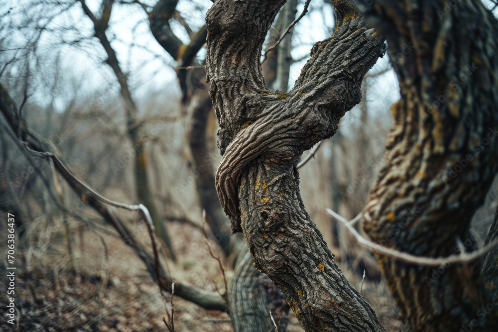 A twisted tree standing in the middle of a forest. Perfect for nature and environmental themes A twisted tree standing in the middle of a forest. Perfect for nature and environmental themes