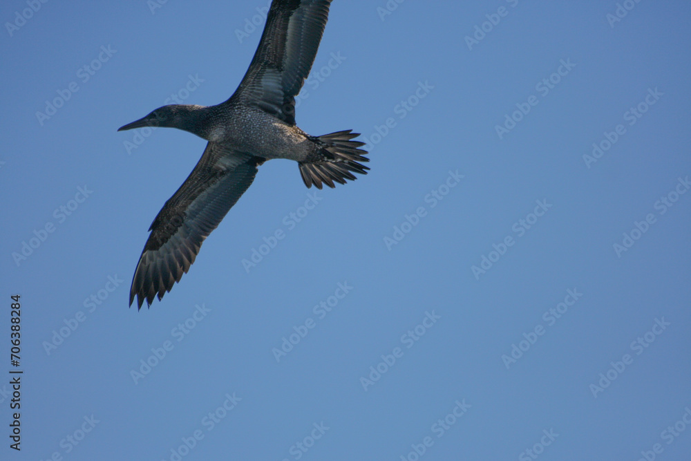 Obraz premium Gabbiano in volo ad ali spiegate con cielo azzurro senza nuvole