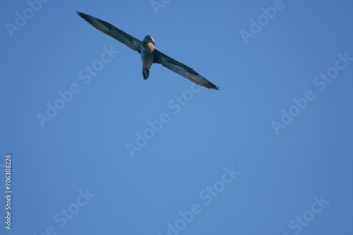 Gabbiano in volo ad ali spiegate con cielo azzurro senza nuvole