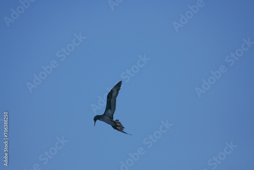 Gabbiano in volo ad ali spiegate con cielo azzurro senza nuvole photo