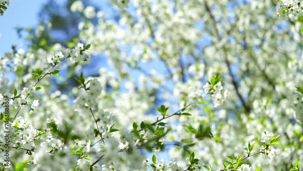Spring background of white cherry tree blossom. Slow motion Spring background of white cherry tree blossom. Slow motion