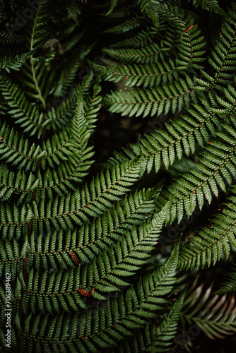 Vertical close-up of lush green leaves in a jungle