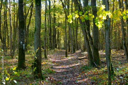 Fototapeta Naklejka Na Ścianę i Meble -  Chemin de balade en forêt par une belle journée d'automne ensoleillée