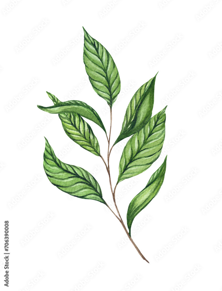 Watercolor illustration with green tea branch isolated on white background. Tea leaves and stem. Asian and Indian medicinal plant. Traditional hot drink, black, green and white tea. Packaging design. Watercolor illustration with green tea branch isolated on white background. Tea leaves and stem. Asian and Indian medicinal plant. Traditional hot drink, black, green and white tea. Packaging design.
