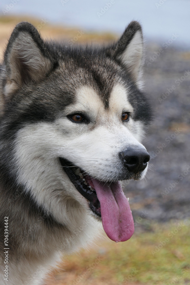 The Malamute dog stuck out its tongue. Close-up portrait.