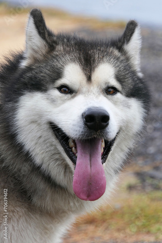 The Malamute dog stuck out its tongue. Close-up portrait. © dizfoto1973