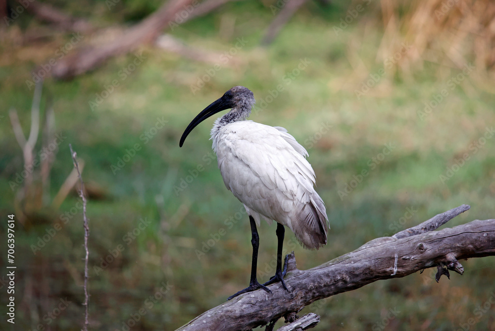 Juvenile black headed ibis fishing in a pond Juvenile black headed ibis fishing in a pond