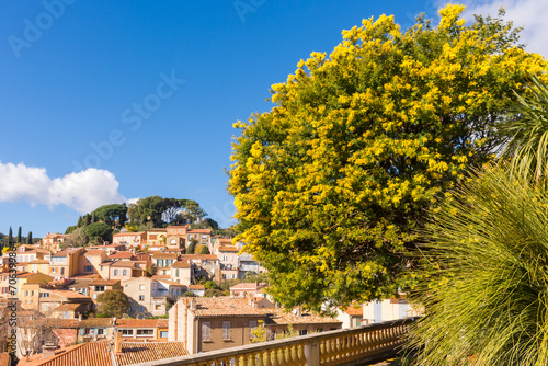 Scenic view of the small village of Bormes les Mimosas in south of France with yellow mimosas blooming under warm winter sunlight
