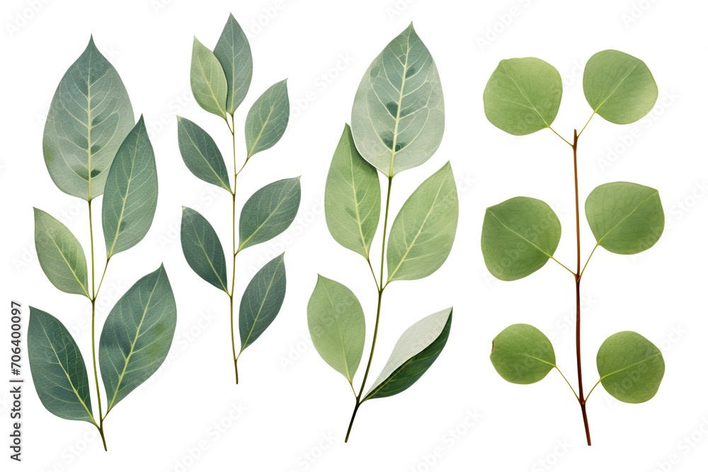 Green eucalyptus leaves isolated on white background