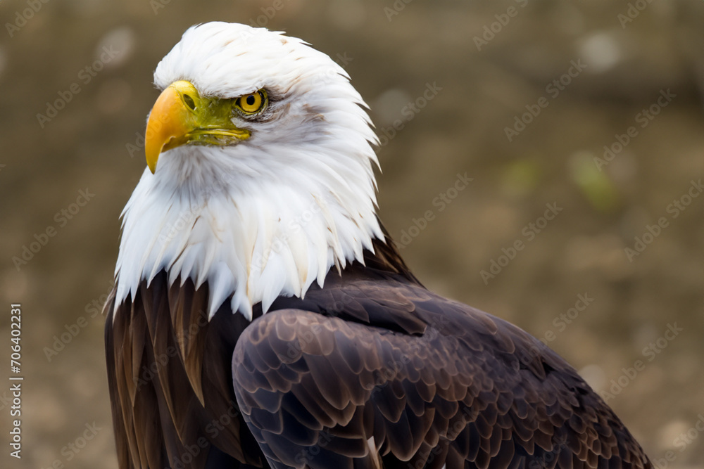 predatory bird. bald eagle with yellow beak, head close-up. predators concept predatory bird. bald eagle with yellow beak, head close-up. predators concept