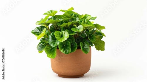 A potted plant with green leaves. Suitable for home decor or botanical designs