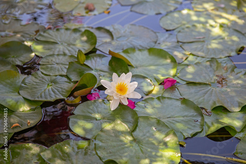 A lonely water lily at the pond in the botanical garden