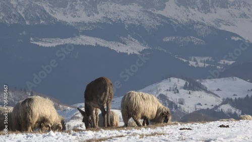 Donkey and sheep grazing the alpine pasture in wintertime