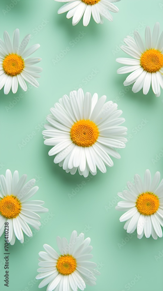 Flower photo. Daisies on green mint background. Top view. Creative concept of spring wallpaper. 