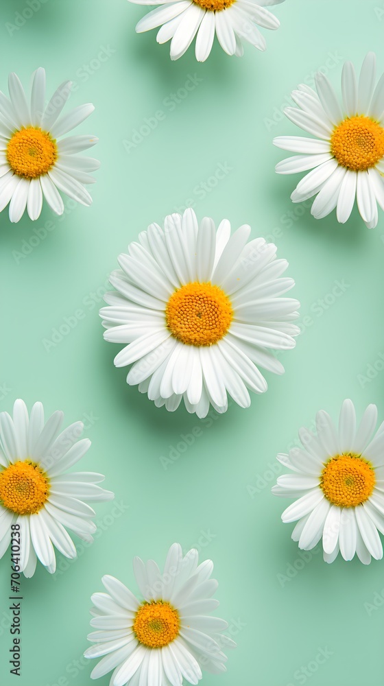 Fototapeta premium Flower photo. Daisies on green mint background. Top view. Creative concept of spring wallpaper. 
