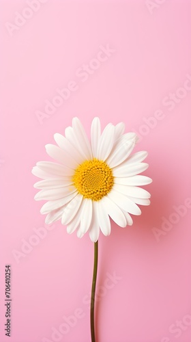 Macro flower photo. Daisies on pink background. Top view. 