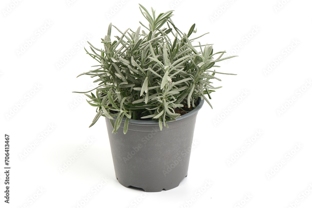Lavender spice, isolated on white background. Lavender spice, isolated on white background.