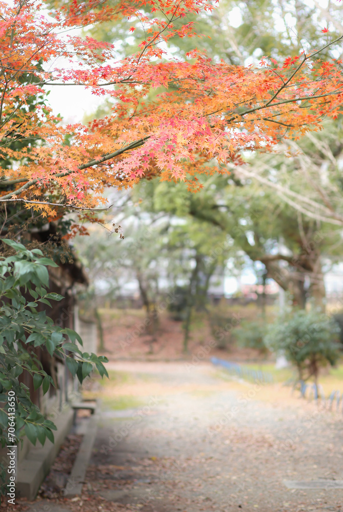 Naklejka premium Japanese autumn fall. Kyoto Famous temple with autumn color leaves and cherry blossom in spring in Kyoto