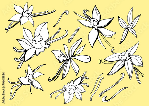 Isolated vector set of vanilla. Vanilla sticks, vanilla flower and pods. Aroma, food. Vector hand drawn illustration of orchid Flower and pods on a yellow background.