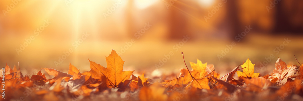 Autumn Season, maple leaf background on autumn or spring season, red and orange maple leaf falling down on the ground in an autumn season
