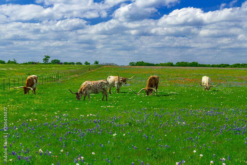 Fototapeta premium Texas Bluebonnets and Wildflowers.