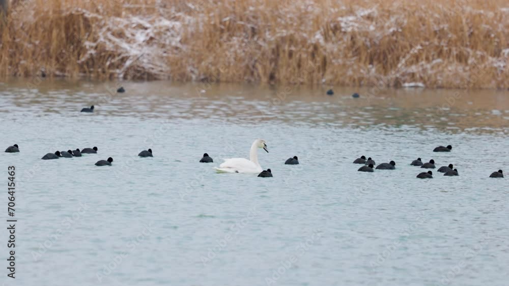 a group of Fulica atra swimming on a lake.
a group of Fulica atra swimming on a lake.