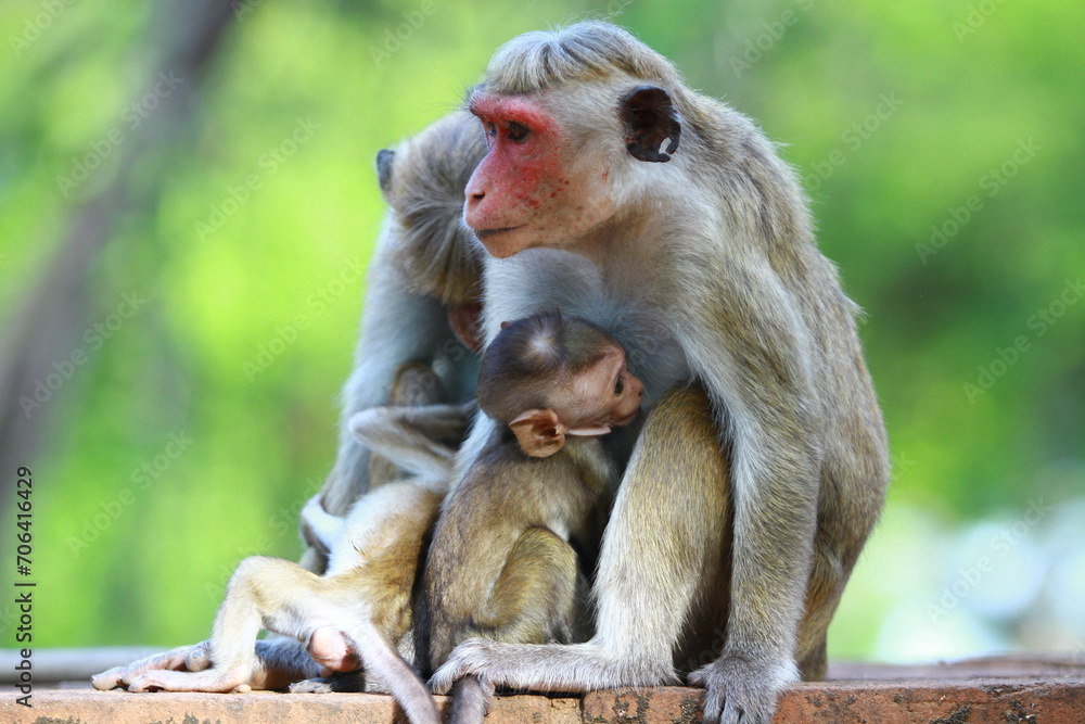 Fototapeta premium portrait of a baboon