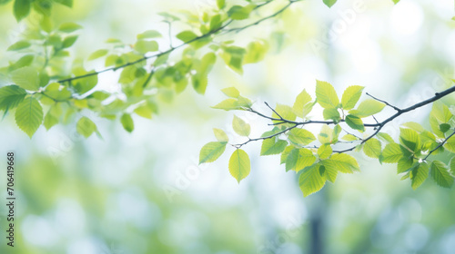 Delicate green leaves in soft focus with a bright, tranquil, and blurred springtime background.