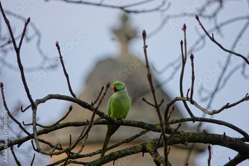 Canvastavla Une perruche à collier sur une branche d'arbre dans le parc des Buttes-Chaumont