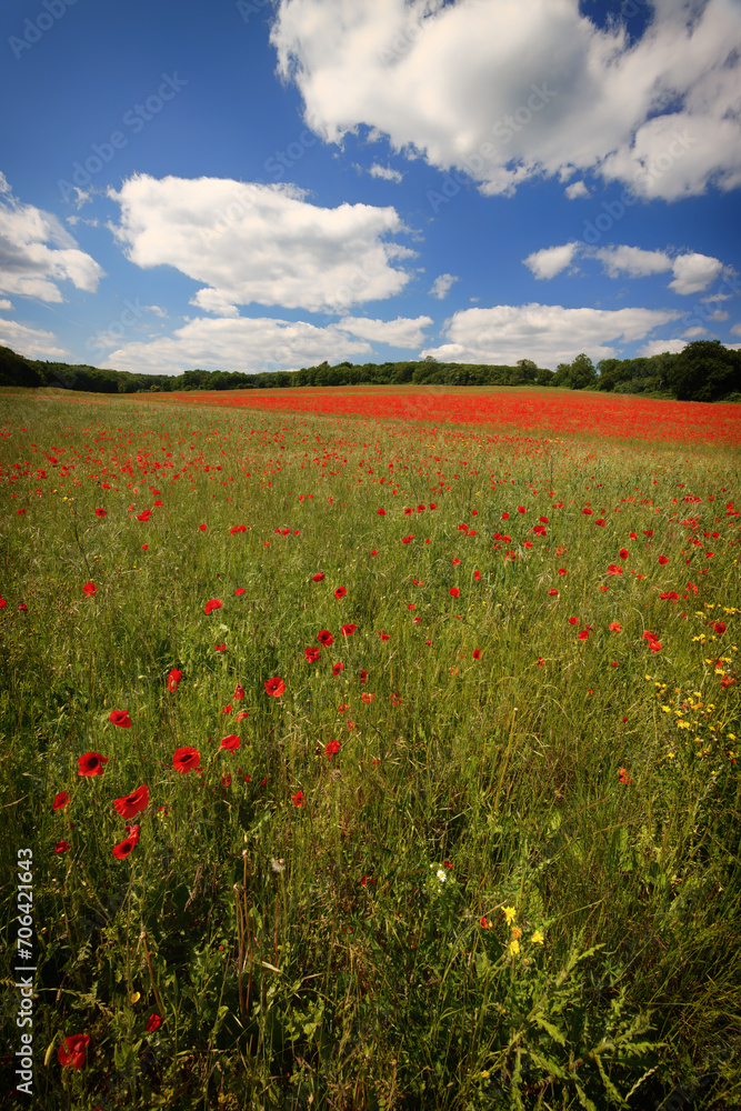 Poppy field in Kent England UK