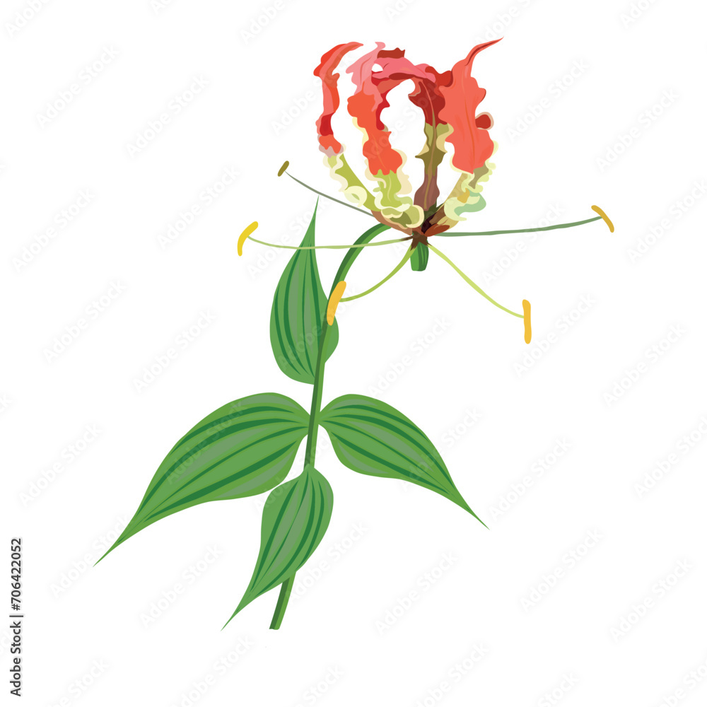 Obraz premium Vector illustration with gloriza flower