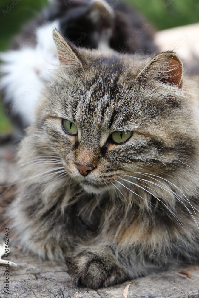 portrait of a cat portrait of a cat