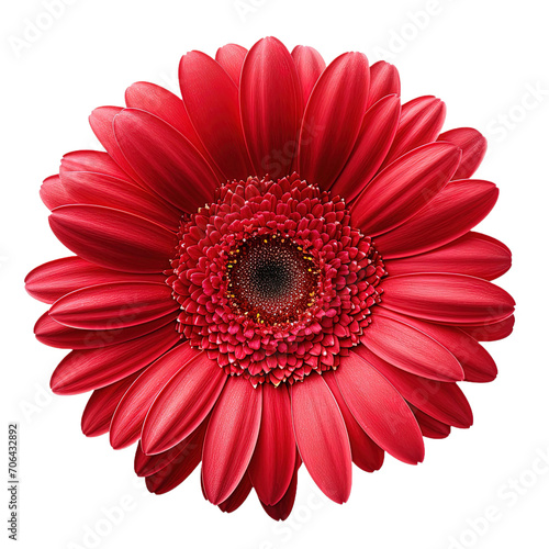 Red gerber daisy on transparent background.