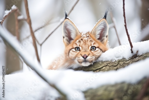 lynx resting under snow-covered fir branches
