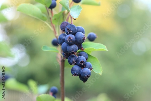 Branch with berries of Amelanchier alnifolia called Smoky Saskatoon, Pacific serviceberry, western serviceberry or dwarf shadbush. Detail of shrub branch with edible berry-like fruits.