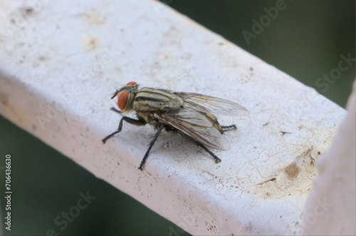 Big House Fly resting on winter sun.