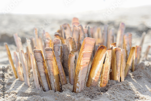 razor shells on the beach photo